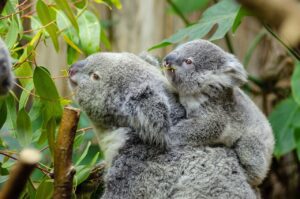 mother koala and young in tree
