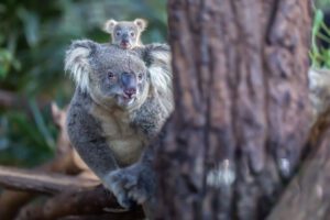 Mother Koala with a young joey on her back in a Eucalyptus tree