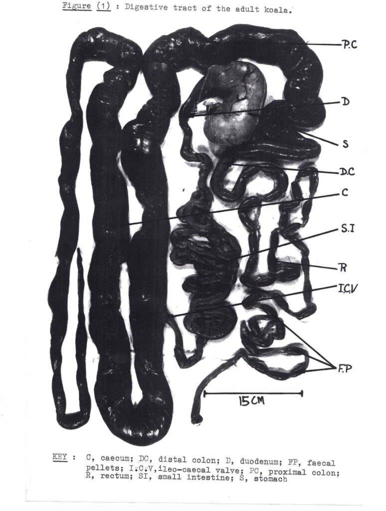 Image of an adult koala digestive tract showing the large caecum.