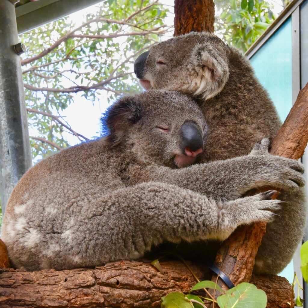 Two Koalas hugging in a tree