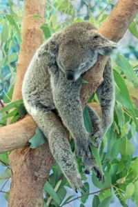 A koala lounges peacefully in a tree