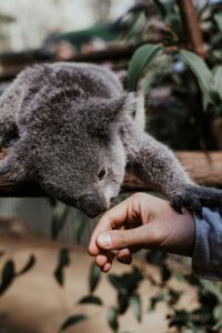 Koala in a tree smelling and touching a hand