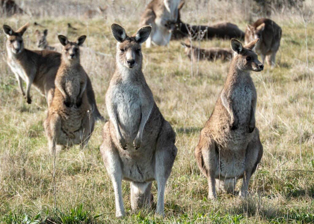 A mob of kangaroos in a grassland area