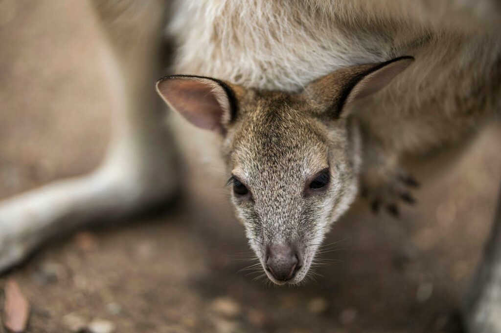 A kangaroo joey looking out of its mother's pouch