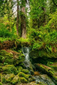 A lush green tropical rain forest with lots of ferns and a central water fall