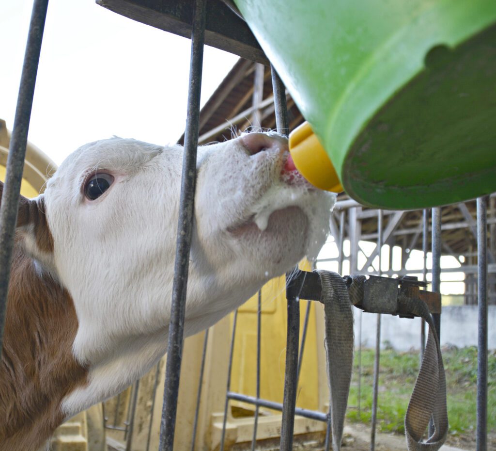 A calf drinking milk from a green bucket