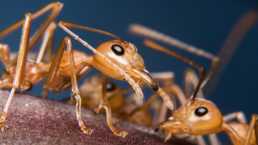 A close-up image of rad army ants head and jaws